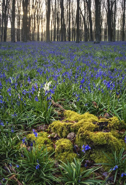 Ohromující krajina bluebell lesa na jaře v anglický hrabě — Stock fotografie