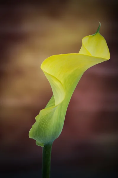 Beautiful macro close up image of colorful vibrant calla lily fl — Stock Photo, Image