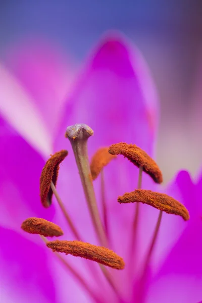 Beautiful close up macro image of vibrant colorful lily flower — Stock Photo, Image