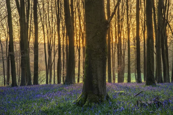 Ohromující krajina bluebell lesa na jaře v anglický hrabě — Stock fotografie