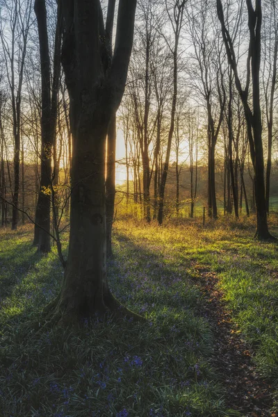 Stunning landscape of bluebell forest in Spring in English count — Stock Photo, Image