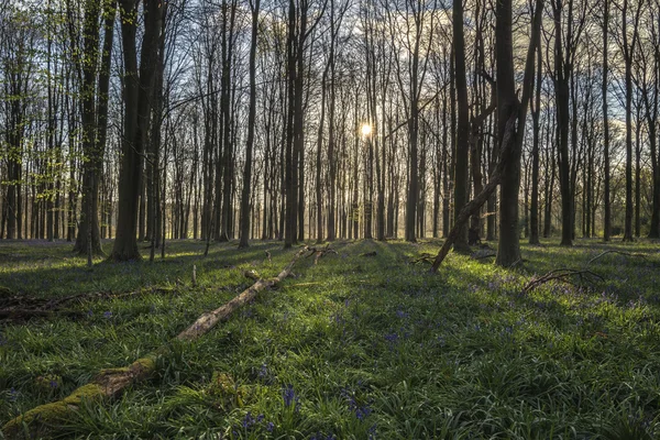 Fantastiska landskap av bluebell skogen på våren i engelska räkna — Stockfoto