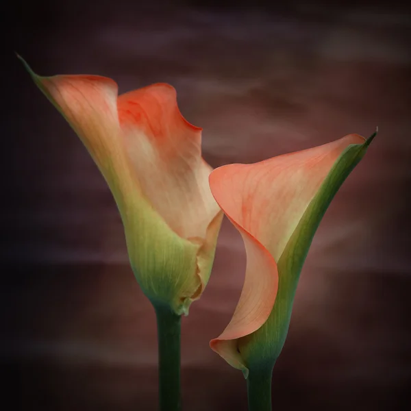 Vackra makro närbild bild av färgglada pulserande calla lily fl — Stockfoto