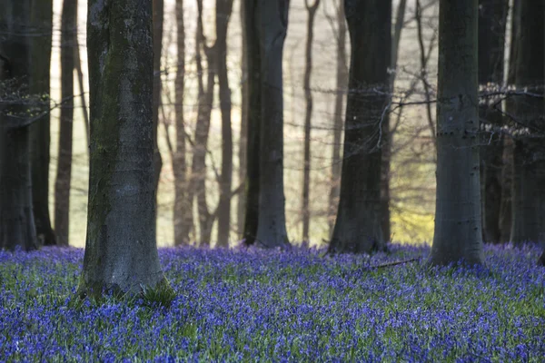 Paisagem deslumbrante da floresta de bluebell na primavera em contagem de Inglês — Fotografia de Stock