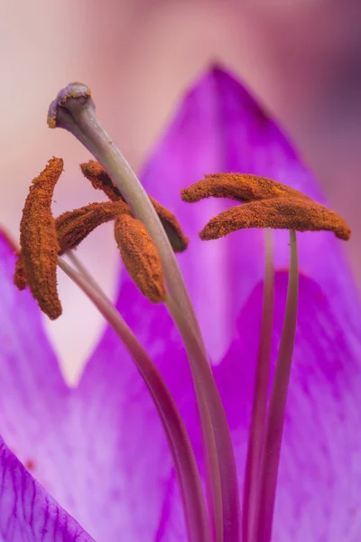 Hermosa imagen de cerca macro de flor de lirio colorido vibrante — Foto de Stock