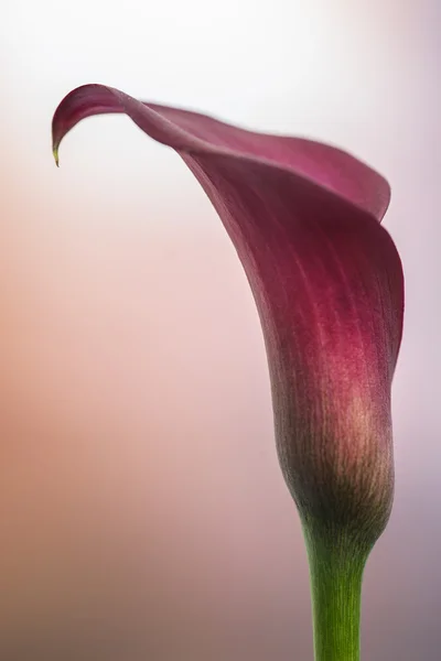 Bella macro primo piano immagine di colorato vibrante calla giglio fl — Foto Stock