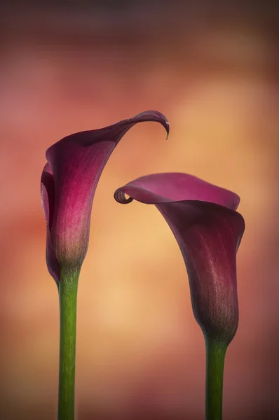 Vackra makro närbild bild av färgglada pulserande calla lily fl — Stockfoto