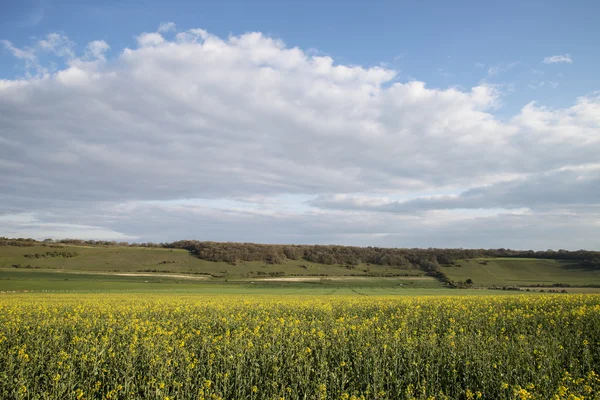 Beautiful English countryside landscape over fields at sunset — Stock Photo, Image