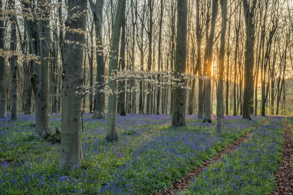 Impresionante paisaje de bosque de arándanos en primavera en inglés cuenta — Foto de Stock