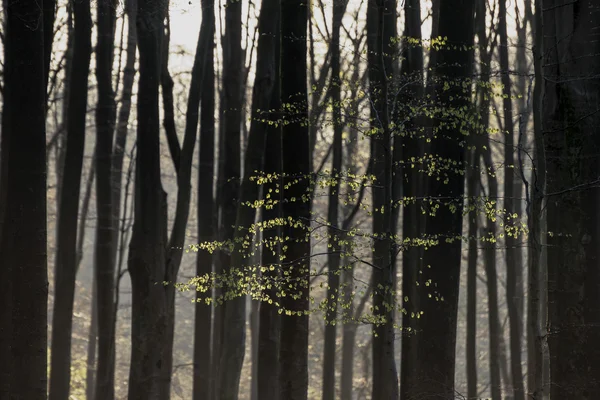 Impresionante paisaje de bosque temprano en la mañana en primavera con luz solar — Foto de Stock