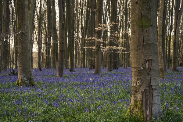 Ohromující krajina bluebell lesa na jaře v anglický hrabě — Stock fotografie