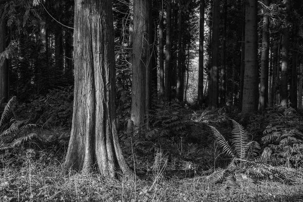 早朝を見事な日光と春の森の風景 — ストック写真