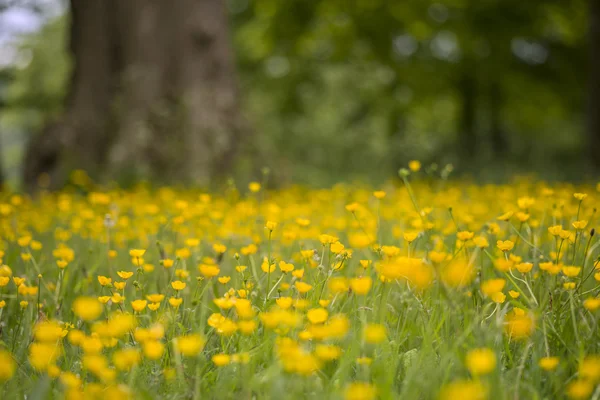 春とキンポウゲの草原の美しい風景画像 sh — ストック写真