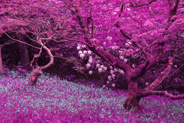 Impressionante imagem da paisagem infravermelha da floresta com col alternativo — Fotografia de Stock