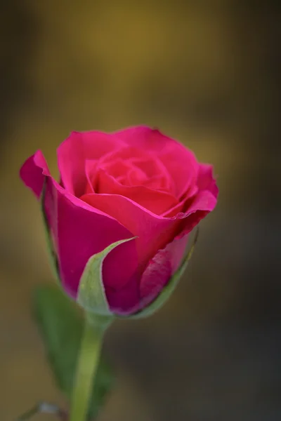 Close up macro de bela rosa vermelha vibrante — Fotografia de Stock