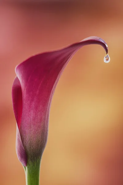 Mooie macro close-up beeld van kleurrijke levendige calla lelie fl — Stockfoto
