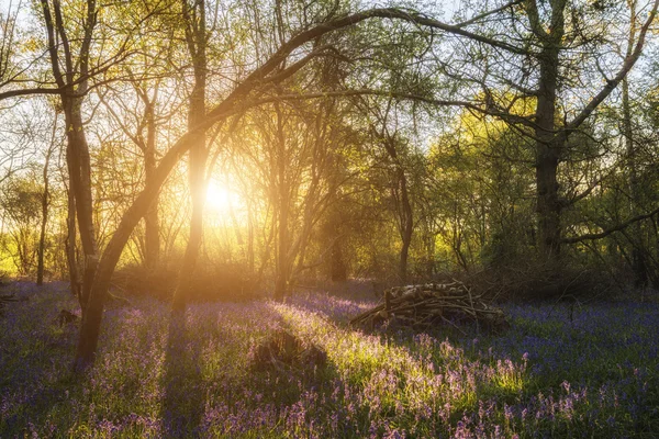 Εκπληκτική εικόνα του τοπίου του δάσους bluebell άνοιξη — Φωτογραφία Αρχείου