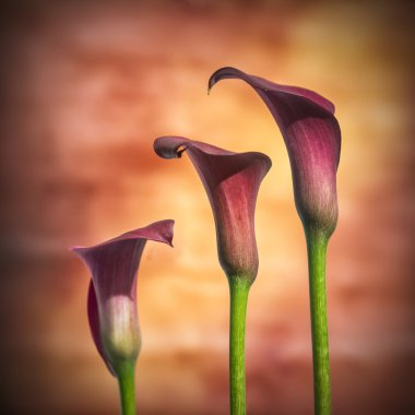 Güzel makroyu kapatın renkli canlı calla lily fl görüntü kadar