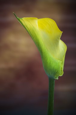 Güzel makroyu kapatın renkli canlı calla lily fl görüntü kadar