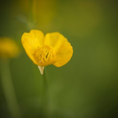 Beautfiul makro görüntü bahar düğün çiçeği çiçek boken arka ile