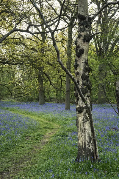 Atemberaubendes Landschaftsbild des Blauglockenwaldes im Frühling — Stockfoto