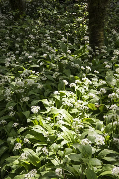 Spring landscape image of wild garlic growing in lush green fore — Stock Photo, Image