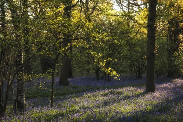 Ohromující obraz krajiny bluebell lesa na jaře — Stock fotografie