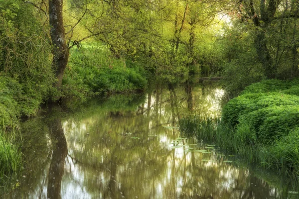 Świcie piękny obraz krajobraz rzeki, przepływającej przez bujny gre — Zdjęcie stockowe