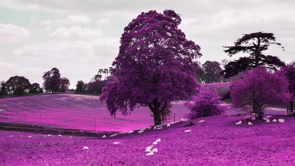 Stunning infrared landscape image of forest with alternative col — Stock Photo, Image