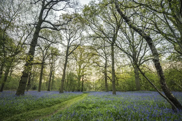 Imagem deslumbrante da paisagem da floresta de bluebell na primavera — Fotografia de Stock