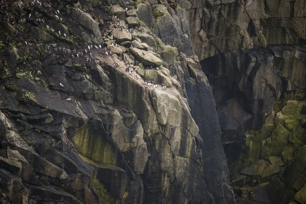 Guillemot murre lintujen pesäke ja kukko kalliolla fa — kuvapankkivalokuva