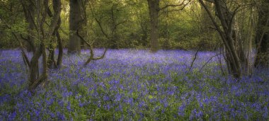 Stunning landscape image of bluebell forest in Spring clipart