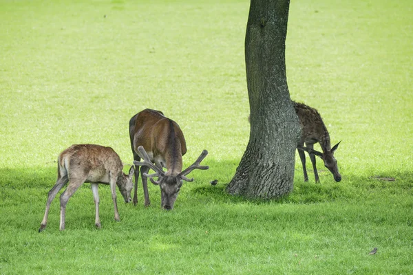 Red deer herd cervus elaphus grazing in field near tree — Stock Photo, Image