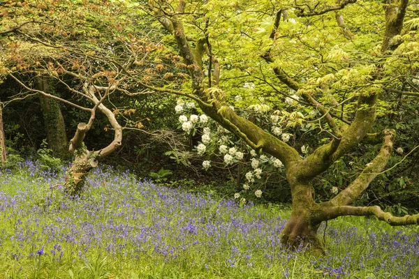 Прекрасный пейзаж весенних колокольчиков в старой лесной обстановке — стоковое фото