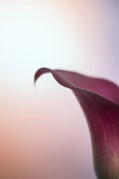 Vackra makro närbild bild av färgglada pulserande calla lily fl — Stockfoto