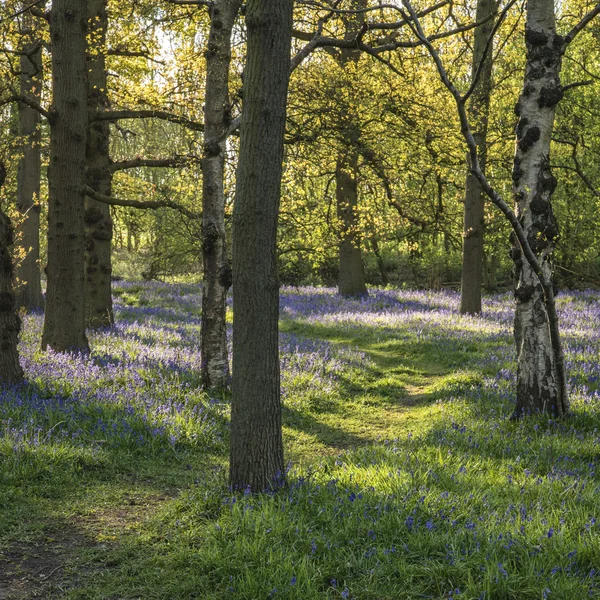 Imagem deslumbrante da paisagem da floresta de bluebell na primavera — Fotografia de Stock