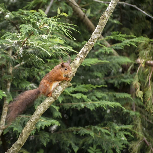 Esquilo vermelho bonito brincando na árvore tentando chegar a comida — Fotografia de Stock