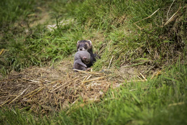 Prachtige vrouwelijke Jill bunzing mustelinae putorisus te slepen van de baby — Stockfoto