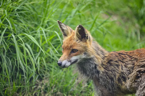 Atemberaubender männlicher Fuchs im langen saftig grünen Gras des Sommerfeldes — Stockfoto
