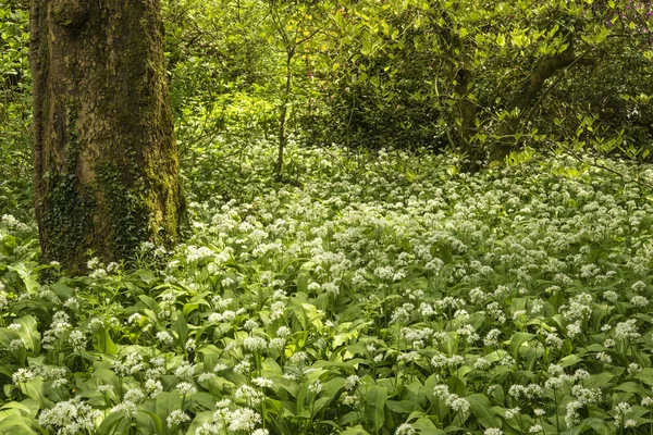 Obraz krajiny jarní Divokého česneku, rostoucí ve svěží zelené přední — Stock fotografie