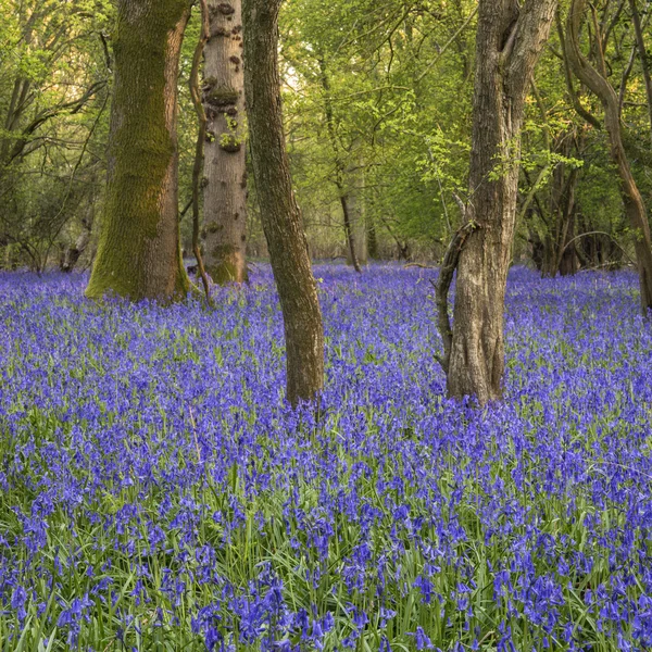 Impresionante imagen paisajística del bosque de Bluebell en primavera — Foto de Stock