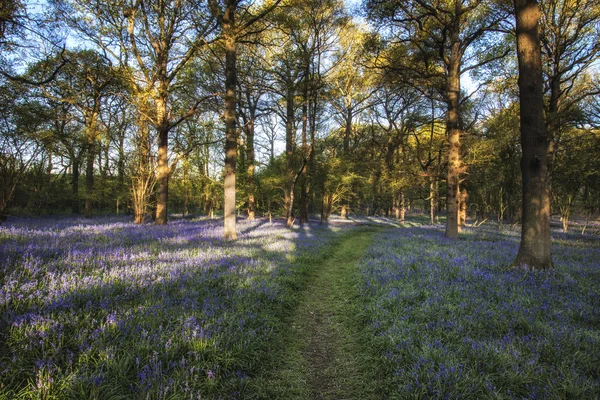 Bluebell orman bahar çarpıcı manzara görüntü — Stok fotoğraf