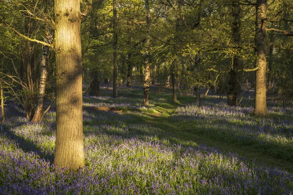 Ohromující obraz krajiny bluebell lesa na jaře — Stock fotografie