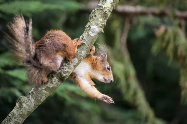 Mooie rode eekhoorn spelen in boom probeert te bereiken eten — Stockfoto