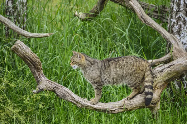 Schöne schottische Wildkatze posiert im Sommersonnenlicht auf einem Baum — Stockfoto