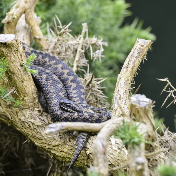 Adicione cobra vipera berus relaxando na árvore na luz do sol de verão — Fotografia de Stock