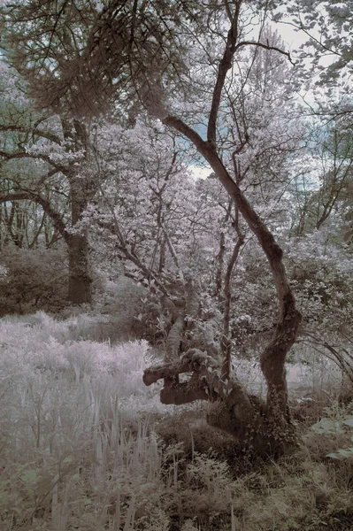Superbe image de paysage infrarouge de la forêt avec col alternatif — Photo