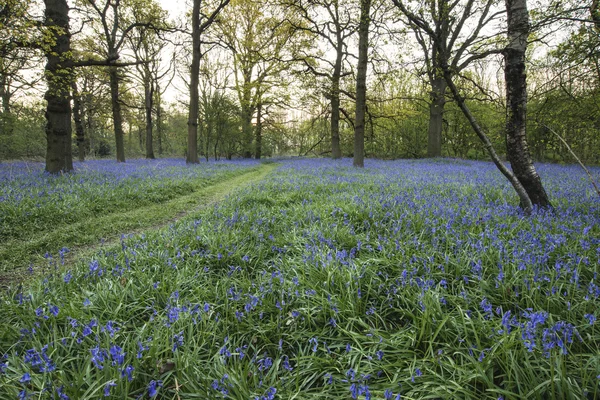 Ohromující obraz krajiny bluebell lesa na jaře — Stock fotografie