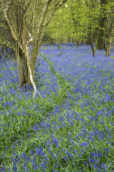 Bluebell orman bahar çarpıcı manzara görüntü — Stok fotoğraf