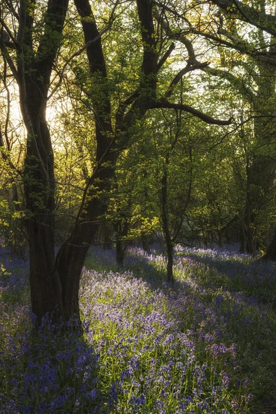 Atemberaubendes Landschaftsbild des Blauglockenwaldes im Frühling — Stockfoto